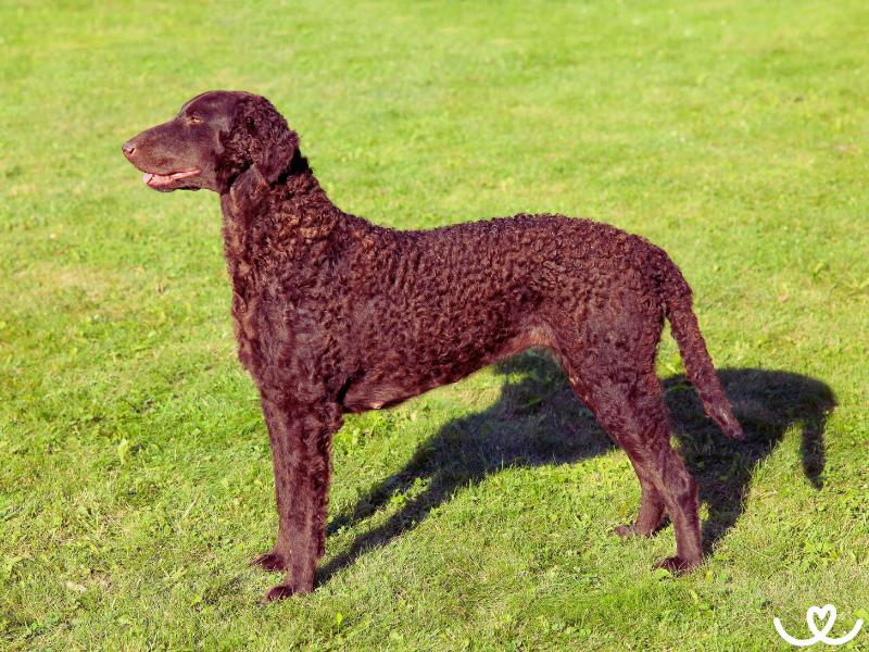 Plemeno-curly-coated-retrivr (9)